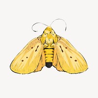 Yellow moth animal illustration vector