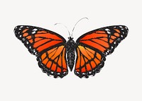 Monarch butterfly animal illustration vector