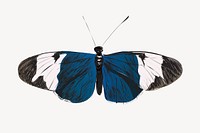 Sapho Longwing butterfly animal illustration vector