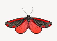 Cinnabar moth sketch animal illustration psd
