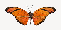 Orange Julia butterfly animal illustration vector