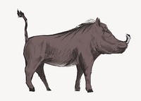 Wild warthog animal illustration vector