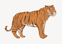 Orange tiger animal illustration vector