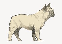 French Bulldog animal illustration vector