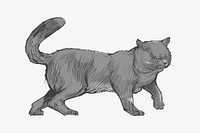 Chartreux gray cat animal illustration vector