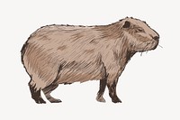 Cute Capybara animal illustration vector