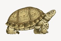 Turtle sketch animal illustration vector