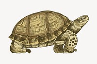 Turtle  sketch animal illustration psd