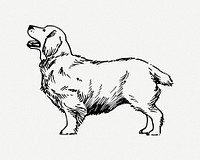 Clumber Spaniel dog illustration psd. Free public domain CC0 image.