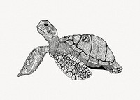 Sea turtle illustration vector. Free public domain CC0 image.
