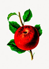 Red apple illustration vector. Free public domain CC0 image.
