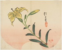 Lily (1839) print in high resolution by Yamada Hogyoku.  Original from The Minneapolis Institute of Art.