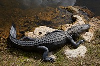                         Those who stop at the Oasis Visitor Center along the Tamiani Trail through the Everglades, an ecosystem in South Florida that is unlike any other in the world, get a bird's-eye view of one of the region's attrations, the fearsome American alligators that make a home in the vast park                        