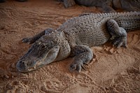                         A menacing-looking alligator at the Everglades Safari Park, a tourist attraction in the Everglades, an ecosystem in South Florida that is unlike any other in the world                        