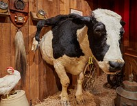                         Beauregard, a six-legged steer, at the Ripley's Believe It Or Not tourist attraction in St. Augustine, Florida                        