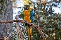                         A beautiful parrot is one of the park's non-aquatic specimens at the St. Augustine Alligator Farm Zoological Park in St. Augustine, Florida                        