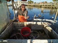                         To the rapt attention of hungry pelicans hoping for some scraps, Shrimper Donnie Foster sorts his catch in the harbor at Fernandina Beach on Amelia Island, in the very northeastern corner of Florida, near Jacksonville                        