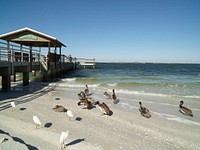                         Sea birds take the easy route, waiting for tidbits on the shore next to the fishing pier on Sanibel Island, an island and small city south of Fort Myers, on Florida's southwest coast on the Gulf of Mexico, rather than trying to maneuver in the choppy surf                        