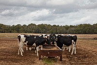                         Dairy cows feed near Live Oak, Florida                        