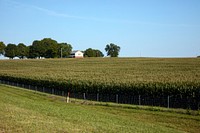                         A cornfield near Cadiz, Kentucky, whose appearance recalls words from "Oh What a Beautiful Mornin," the song from a musical production about another state, Oklahoma                        
