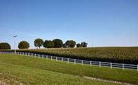                         A cornfield near Cadiz, Kentucky, whose appearance recalls words from "Oh What a Beautiful Mornin," the song from a musical production about another state, Oklahoma                        