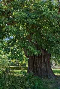                         The lower reaches of a 250- to 300-year-old sassafras tree, said locally to, probably be, at more than 100 feet tall, the world's tallest tree of that species, which stands quite tall in the Ohio River city of Owensboro, Kentucky's fourth-largest city                        