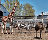                         This is an unusual "three-fer" if you like animals rarely seen outside zoos in America: a giraffe, a zoo, and an ostrich at the Hedrick Exotic Animal Farm, which doubles as a bed-and-breakfast inn from which guests can enjoy a remarkable array of animals that mix on the grounds                        