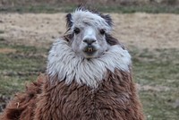                         Somewhat exotic animals, such as this furry beauty, perhaps an extra-fuzzy alpaca, are an unexpected part of the scene at Bob's Gasoline Alley, an eclectic collection of gas station signs and pumps and other vintage travel memorabilia (and some exotic animals), just down a dirt road historic from the mostly two-lane, U.S. Route 66 in Crawford County, Missouri, near the town of Cuba                        