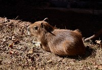                         A South American rodent rests at the Jubilee Zoo, a petting zoo and farmstead play area for children, just north of Shreveport, Louisiana                        