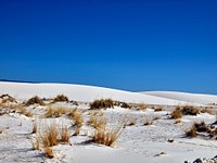                         Hardy plants jut through the surface at White Sands National Park in southern New Mexico's Tularosa Basin                        