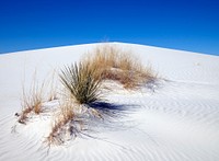                         Hardy plants jut through the surface at White Sands National Park in southern New Mexico's Tularosa Basin                        