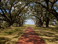                         The canopy, or "allée" in French, of 28 live-oak trees that gives Oak Alley Plantation in Vacherie, Louisiana, its name                        