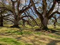                         Some of the 28 live-oak trees that form an 800-foot-long canopy, or "allée" in French, that gives Oak Alley Plantation in Vacherie, Louisiana, its name                        