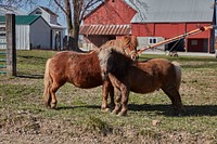                         A long-haired horse and her foal in rural Missouri's "Amish County," near the town of Clark                        