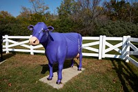                         Figure of a purple cow at Storybook Land, a family attraction in Aberdeen, a small city in northeast South Dakota that was founded by a railroad executive whose boss was born in Aberdeen, Scotland                        