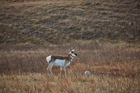                         A young antelope warily surveys the surroundings in Theodore Roosevelt National Park, near Medora, in far-southwestern North Dakota                        