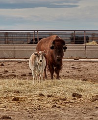                         Bison and calf on a small ranch in Box Butte County, Nebraska                        