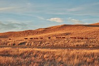                         The cows are literally heading home as dusk approaches near Mullen in Hooker County, within the vast Nebraska sandhills                        