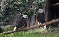                         Bald eagles (which are not bald) at the Red River Zoo, a nonprofit zoological park that opened in 1999 in Fargo, North Dakota, a city on the state's eastern border with Minnesota                        