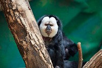                         A white-faced saki, an energetic monkey species native to South America (sakis can bound up to 30 feet horizontally), observes the scene at the Red River Zoo, a nonprofit zoological park that opened in 1999 in Fargo, North Dakota, a city on the state's eastern border with Minnesota                        