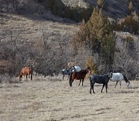                         Horses near Medora and the Theodore Roosevelt National Park near Medora in southwest North Dakota                        