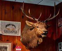                         A specimen inside Ole's Big Game Steakhouse and Bar, a regional, and maybe national, attraction for its walls adorned with trophy heads from around the world in Paxton, a village west of North Platte in southwest Nebraska                        