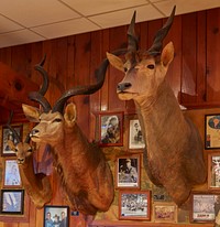                         A specimen inside Ole's Big Game Steakhouse and Bar, a regional, and maybe national, attraction for its walls adorned with trophy heads from around the world in Paxton, a village west of North Platte in southwest Nebraska                        