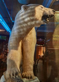                         A specimen inside Ole's Big Game Steakhouse and Bar, a regional, and maybe national, attraction for its walls adorned with trophy heads from around the world in Paxton, a village west of North Platte in southwest Nebraska                        