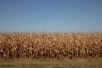                         A cornfield near Minden, Nebraska                        