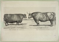 The "queen of cattle": the "champion steer", Currier & Ives.