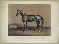 Trotting stallion Mambrino Champion owned by M.F. Foote, Currier & Ives.