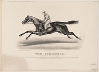 Tom Ochiltree: by Lexington, Out of Katona, Currier & Ives.