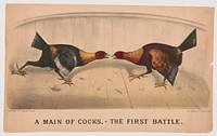 A main of cocks,--the first battle, Currier & Ives.