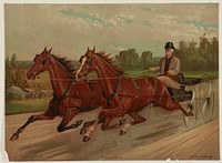 [Gentleman in carriage facing left], c1883 March 5.